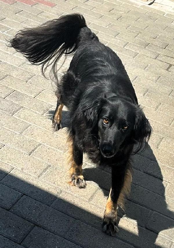 SELVAGGIA BELLISSIMA TIMIDONA Foto 7